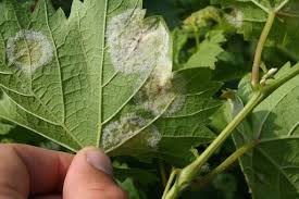 Image result for peronospora grapevine