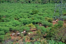We did not find results for: Invasi Akasia Berduri Di Sabana Baluran