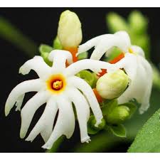 Night Flowering Jasmine Nyctanthes Arbor Tristis Zone 10 Hardiness Zone