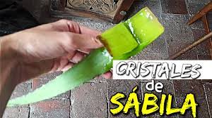 Extrae El Yodo De La Sabila Aloe Aloe Vera Vegetables