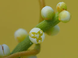 Image result for Cassytha filiformis