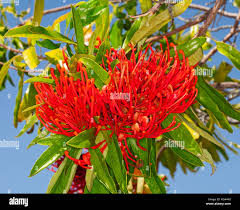 Image result for Impatiens oreocallis