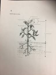 You can do the exercises online or download the worksheet as pdf. Label The Parts Of A Plant I2 15 Lb 17 2 Chegg Com