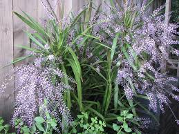 Image result for Murdannia stricta