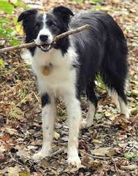 Black With White Markings Border Collie Big Dog Little Dog Grand Dog Border Collie Puppies