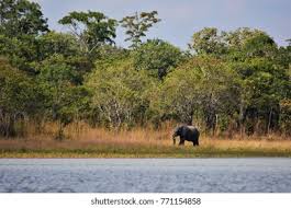 Image result for Glossostelma spathulatum