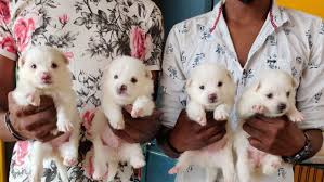 › local pet shops near me. Dog Sale In Bangalore Pet Shop In Bengaluru