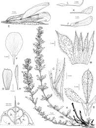 Image result for Otholobium foliosum