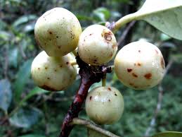 Image result for Coffea ligustroides