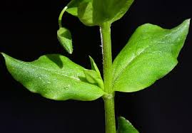 Image result for Stellaria media