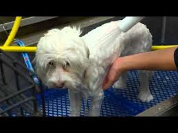Is your dog gassy after eating? Behind The Scenes With Petsmart Dog Grooming Services Dog Grooming Petsmart Dog Dog Groomers