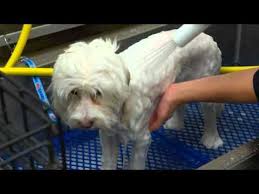 How to become a dog groomer at petsmart. Behind The Scenes With Petsmart Dog Grooming Services Dog Grooming Petsmart Dog Dog Groomers