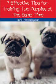Maybe you would like to learn more about one of these? 7 Effective Tips For Training Two Puppies At Once Alpha Trained Dog
