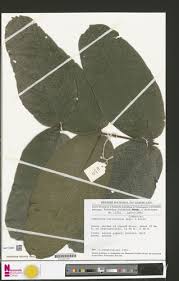 Image result for Combretum cinereopetalum