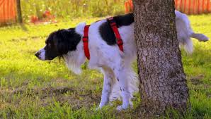 Maybe you would like to learn more about one of these? How Can You Tell If Your Dog Has A Uti Here Are Things To Look Out For