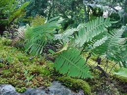 Image result for Pleopeltis  × simiana