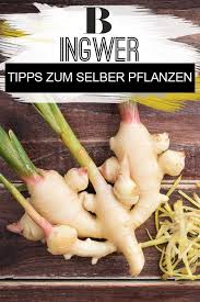 Ingwer Pflanzen So Einfach Geht S Von Ingwer Konnen Wir Nicht Genug Bekommen Wie Du Ingwer Selber Pflanzen Mit Bildern Ingwer Pflanzen Ingwerpflanze Ingwer Einpflanzen