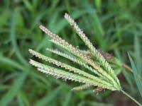 Image result for Chloris pilosa