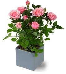 The succulent desert rose plant (adenium obesum) looks striking when grown as a potted houseplant. How To Grow A Miniature Rose Bush Plant Houseplant411 Com