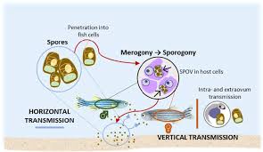 Image result for Pseudoeriosema