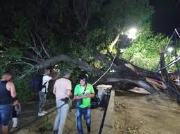 Árbol se desplomó en parque de La Dorada (Caldas) y lesionó a 9 personas