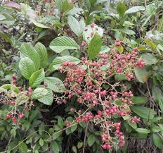 Image result for Tetracera