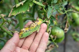 Image result for Septoria leaf spot of tomato