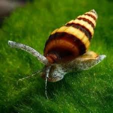 20 Assassin Snails Clea Helena Freshwater Snail By Apf Aquarium Plants Factory Ebay