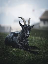 100 Goat Images Download Free Pictures On Unsplash Goat free vector we have about (185 files) free vector in ai, eps, cdr, svg vector illustration graphic art design format. 100 goat images download free