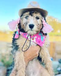 Find your new companion at nextdaypets.com. Lavender Bnb Farm Doodle Puppies For Sale Goldendoodle Aussiedoodle Mini Doodles In Northern California Best Of W I N E C O U N T R Y