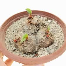 Image result for Eriospermum mackenii