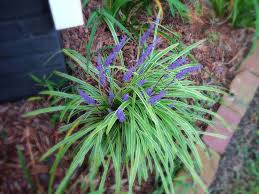 Connect with them on dribbble; How To Maintain Monkey Grass In Atlanta Ga