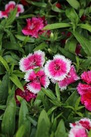 Image result for Dianthus micropetalus