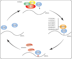 Loan documentations, discharge of property, sale and purchase, contact, agreement, litigation, labour, divorce, estate etc. Frontiers The Biological Function Mechanism And Clinical Significance Of M6a Rna Modifications In Head And Neck Carcinoma A Systematic Review Cell And Developmental Biology