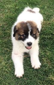 Anatolian Shepherd Great Pyrenees Hybrid Lab Mix Anatolian Pyrenees On Pinterest Anatolian Shepher Great Pyrenees Anatolian Shepherd Puppies Shepherd Puppies