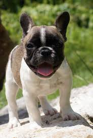 Brindle Black And Brown French Bulldog Fawn Pied French Bulldog Wallpaper Brindle Pied Female French Bulldog Puppy Image French Bulldog Wallpaper Pied French Bulldog Bulldog