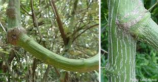 Image result for Adenia gummifera