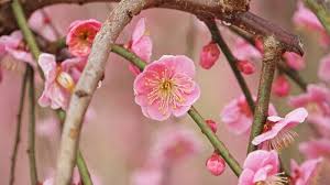 These stunning blooms often festoon the trees as spring arrives, getting everyone who sees them excited for the season to come. Blooming Beauties A Seasonal Guide To Japan S Flowers Inspiring Vacations