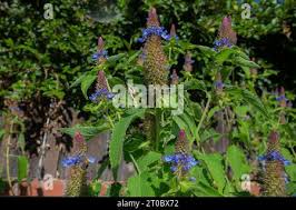 Image result for Pycnostachys parvifolia