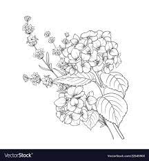 Floral Design Of Lavender And Hydrangea Isolated Over White Background Spring Bouquet Of Flowers In Line Floral Drawing Hydrangea Tattoo Flower Drawing Design