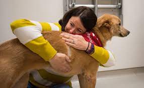 Canine Bone Marrow Transplants Return To The Nc State Vet Hospital Nc State Veterinary Medicine