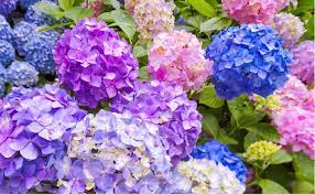 為什麼紫陽花的花色變化多端 what causes color variation in hydrangeas 紫陽花 又稱 繡球花 因外形長得像繡球而聞名 紫陽花的花色會隨著土壤的酸鹼值而有所變化 偏酸性土壤的花色是紫藍色 中性土 japan japanese beautiful views