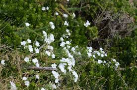 Image result for Linum