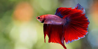 It does not automatically mean that they are happy or healthy. Betta Fish Facts And Why They Re Not Starter Pets Peta