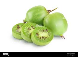 Image result for foto minikiwi