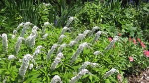Imagine masses of hollyhocks, daisies, phlox, catmint, and foxgloves mingling together and spilling out of garden beds. Invasive Plants Can Take Over Gardens In A Flash The Spokesman Review