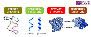 The Basics of Protein - Its Structure and Functions