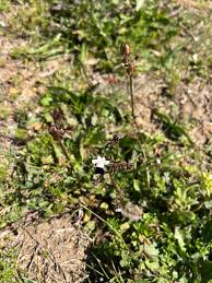Image result for Nemesia zimbabwensis