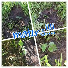 Baby Maters Plants Garden Baby