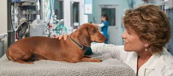 Hours may change under current circumstances National Veterinary Associates Linkedin